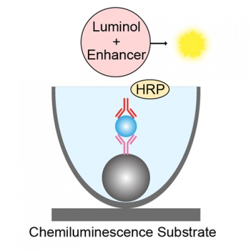 Enhanced Chemiluminescent Substrate (Custom fill )